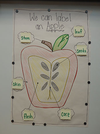 apples